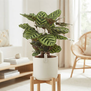 Calathea Peacock Plant (Goeppertia makoyana) – 17cm Pot