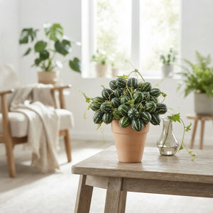 Green Diplocyclos Decorative Foliage – 4 Pieces
