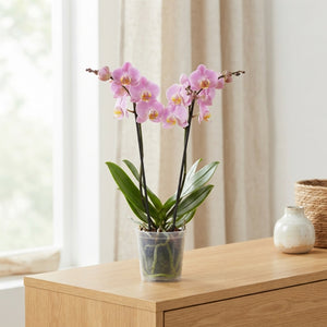 Pink Phalaenopsis Orchid – 12cm Pot, 55cm Tall