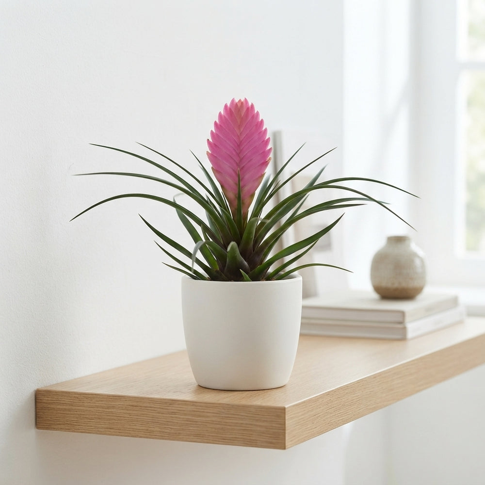 Tillandsia 'Vincent Roze' – 9cm Pot