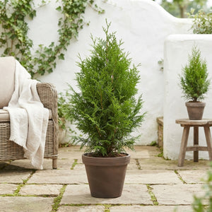Western Red Cedar ‘Excelsa’ (Thuja plicata) – 15cm Pot, 80cm
