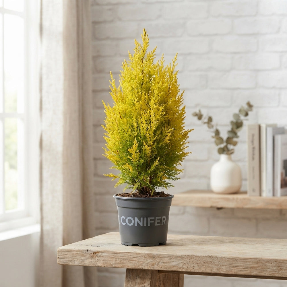 Ellwoodii Mixed Conifer – 9cm Pot, 20cm High