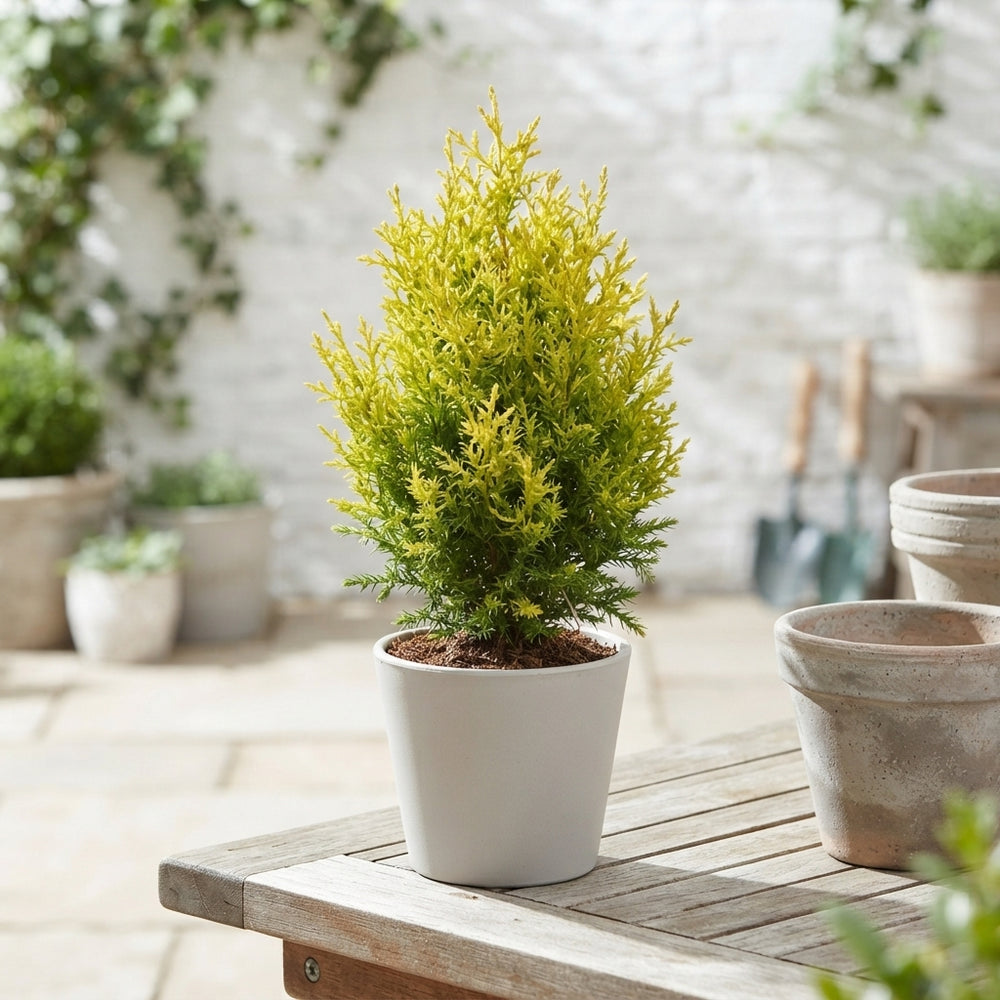 Mixed Conifers – 9cm Pot, Approx. 20cm High