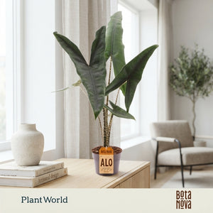 Alocasia Tigrina Superba – 14cm Pot, 60cm High
