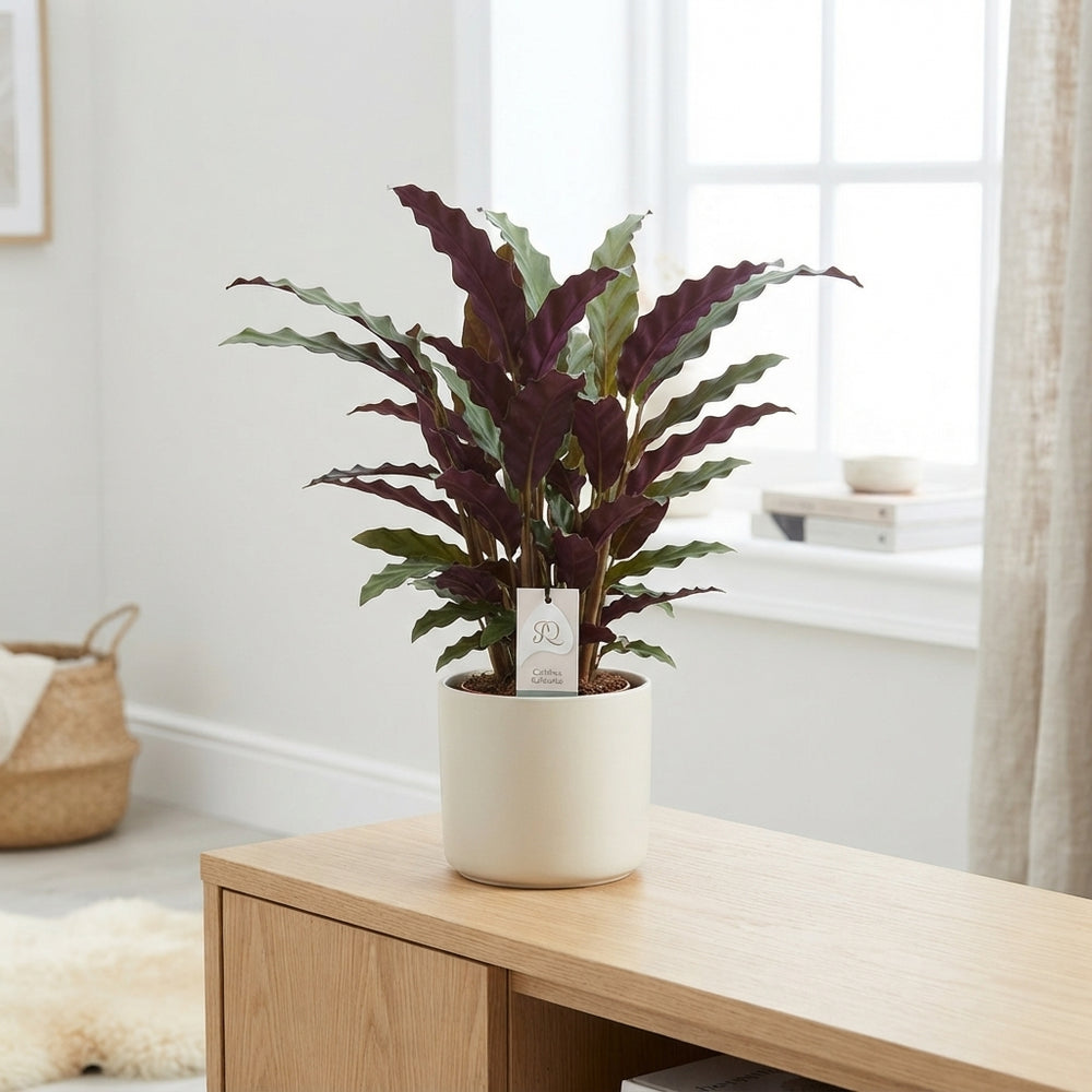 Calathea Rufibarba Prayer Plant – 14cm Pot