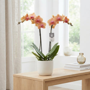Caribbean Dream Phalaenopsis Orchid – 12cm Pot