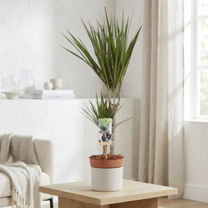 Dragon Tree (Dracaena marginata) – 17cm Pot, 75–85cm