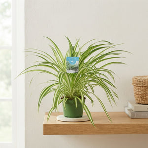 Spider Plant (Chlorophytum comosum) – 14cm Pot