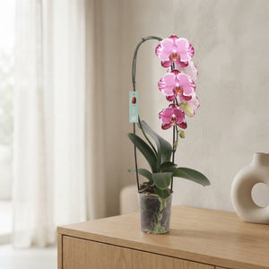 Pink Phalaenopsis Orchid – 12cm Pot, 60cm Height
