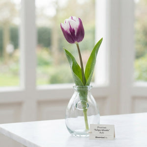 Tulipa ‘Atlantic’ Tulip Bulbs – 12cm+ Bulbs