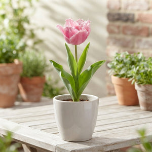 Mixed Fringed Tulip Bulbs (Tulipa) – Size 12/+