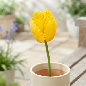 Tulipa ‘Fringed Crystal Star’ Flower Bulbs – 12cm+