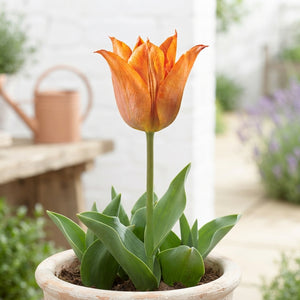Tulip Triumph Flower Bulbs – 12 cm Bulbs
