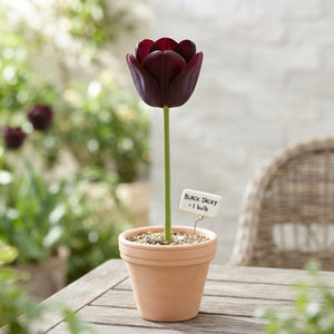 Tulipa ‘Black Jacky’ Tulip Bulbs – Size 12/+