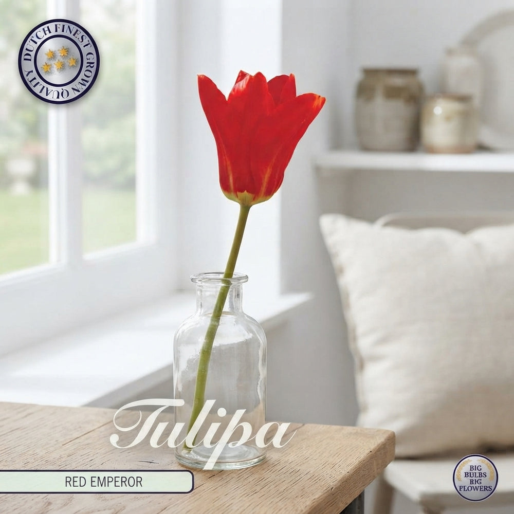 Red Emperor Fosteriana Tulip Bulbs – 12cm+
