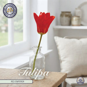 Red Emperor Fosteriana Tulip Bulbs – 12cm+