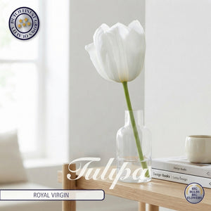 Royal Virgin Triumph Tulip Bulbs – 12/+