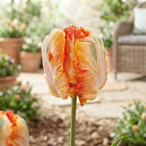 Tulipa 'Parrot King' Tulip Bulbs – 7 Bulbs