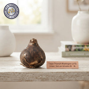 Tulip ‘Washington’ Triumph Bulbs – 12/+