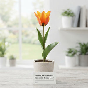 Kaufmanniana Botanical Tulip Bulbs – Mixed Colours