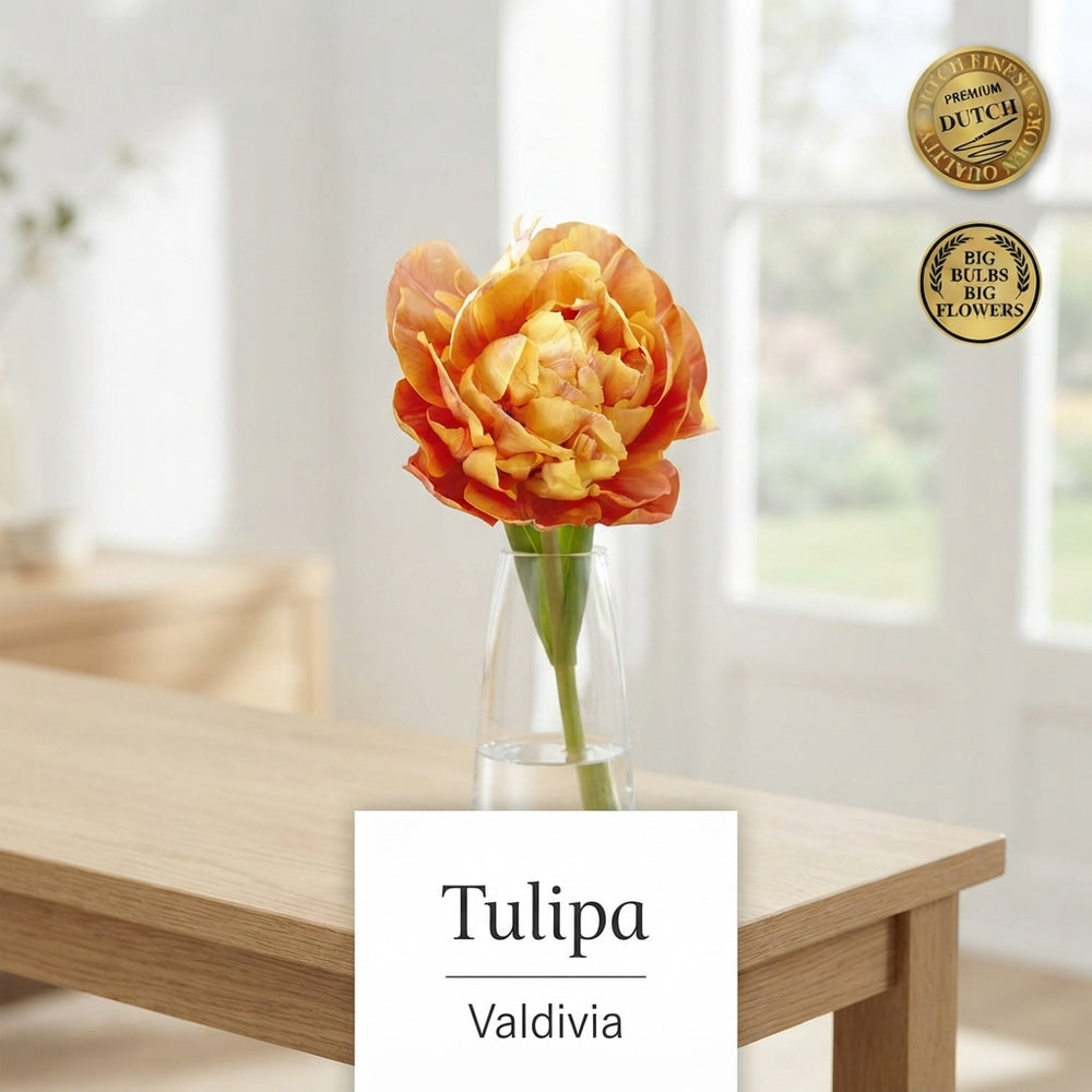 Tulipa ‘Valdivia’ Double Late Tulip Bulbs – 7 Bulbs