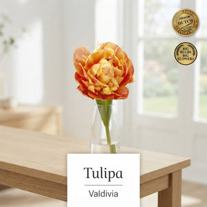 Tulipa ‘Valdivia’ Double Late Tulip Bulbs – 7 Bulbs