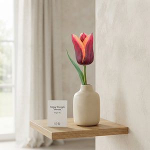 Tulipa Triumph ‘Muvota’ Tulip Bulbs – 12/+