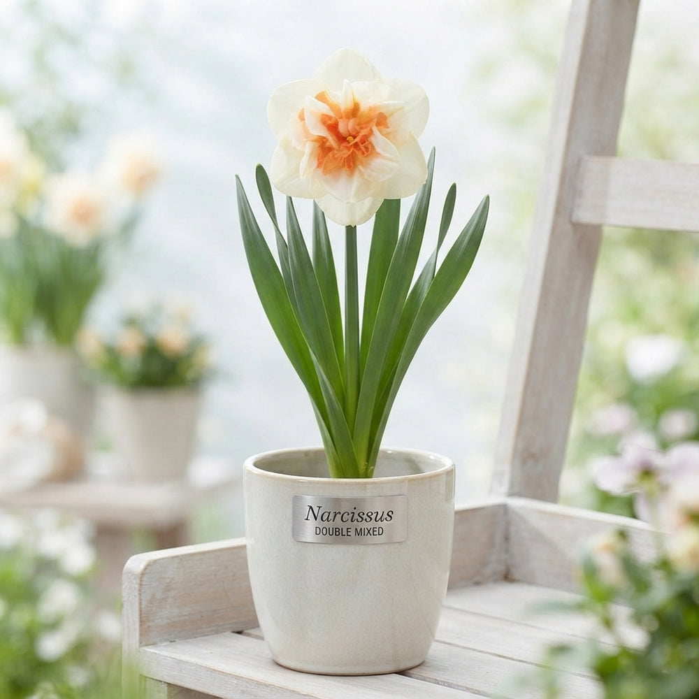Mixed Double Narcissus Flower Bulbs – Size 14/16