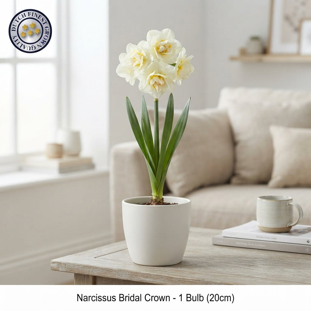 Narcissus ‘Bridal Crown’ Daffodil Flower Bulbs