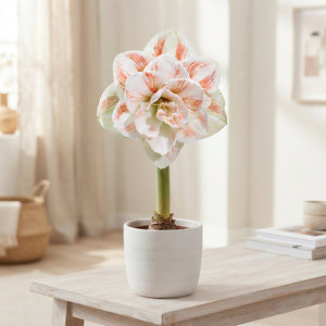 Amaryllis ‘Clown’ Flower Bulb – Mixed Colours