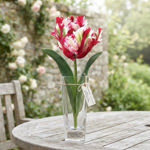 Parrot Tulip ‘Estella Rijnveld’ Bulbs – 12cm+