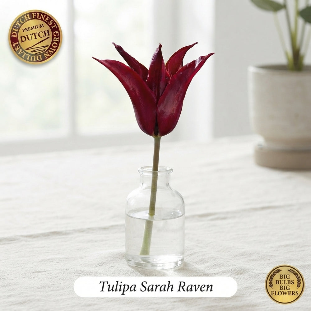 Tulipa 'Lilyflowering Sarah Raven' Flower Bulbs – 7 Pack