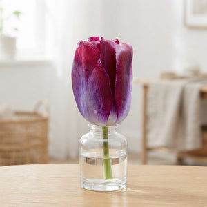 Tulip ‘Kansas Proud’ Triumph Bulbs – 12/+