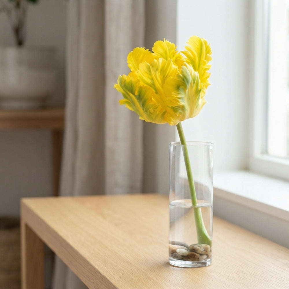 Tulipa ‘Parrot Texas Gold’ Flower Bulbs – 12cm+
