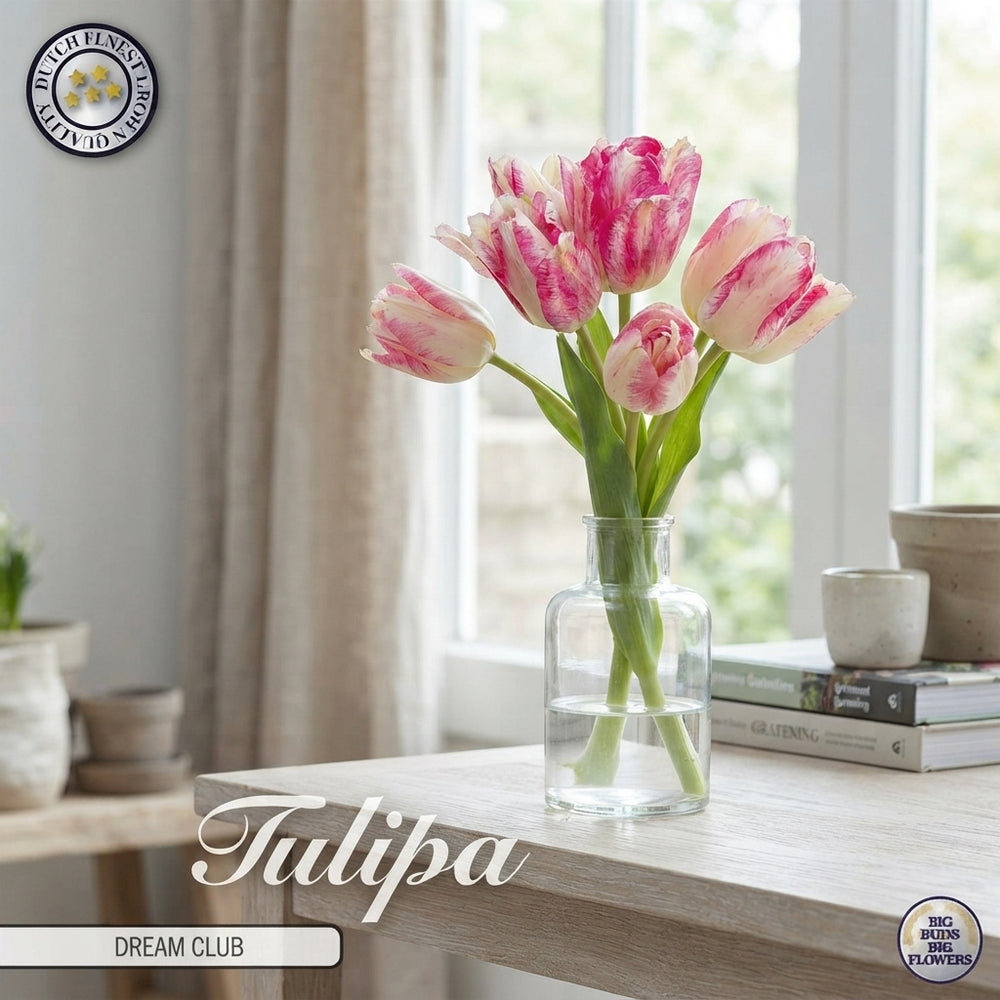 Tulipa Multiflora ‘Dream Club’ Tulip Bulbs – 7 Pack
