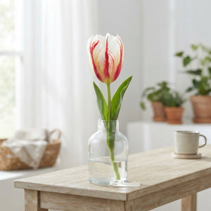 Tulipa Triumph ‘Carnaval de Rio’ Flower Bulbs – 12/+
