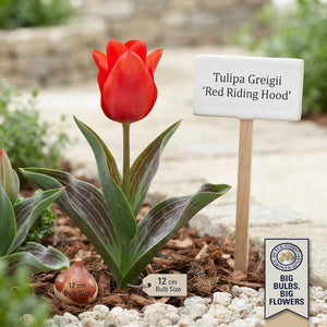 Red Riding Hood Greigii Tulip Bulbs – 7 Bulbs