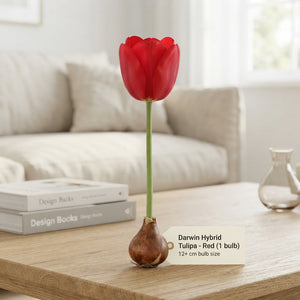 Mixed Darwin Hybrid Tulip Bulbs – 12cm+