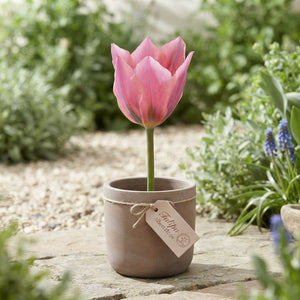 Tulip ‘Albert Heijn’ Flower Bulbs – 7 Bulbs