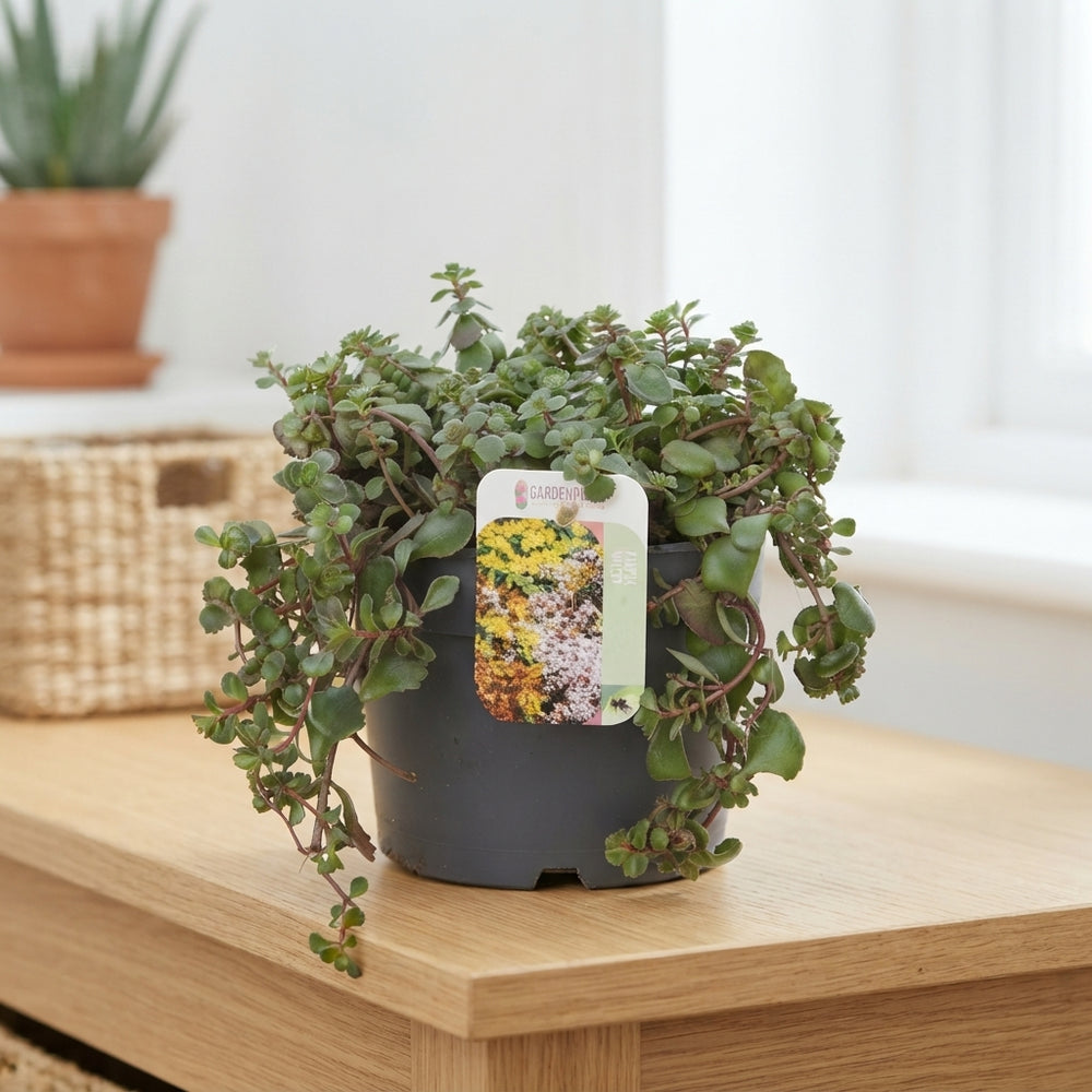 Purple Winter Sedum – 17cm Pot, 25cm High