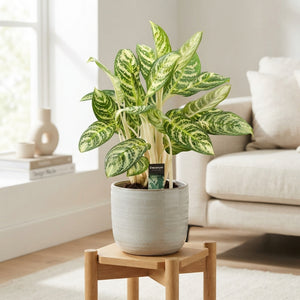 Aglaonema ‘Zebra’ (Aglaonema decorum) – 17cm Pot