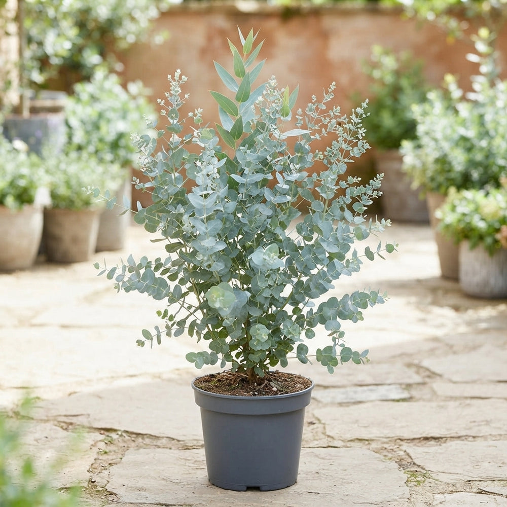 Blue Ice Eucalyptus (Eucalyptus gunnii) – 23cm Pot
