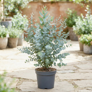 Blue Ice Eucalyptus (Eucalyptus gunnii) – 23cm Pot