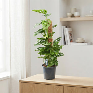 Monstera Monkey Leaf (Monstera adansonii) – 16cm Pot