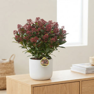 Skimmia japonica 'Rubella' – 26cm Pot, 60cm High