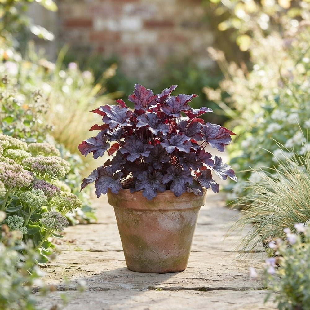 Mixed Heuchera Plants – 19cm Pot