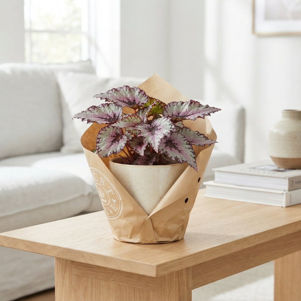 Rex Begonia ‘Must Have’ – 17cm Pot