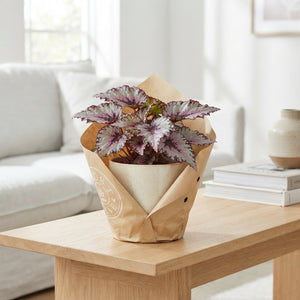 Rex Begonia ‘Must Have’ – 17cm Pot