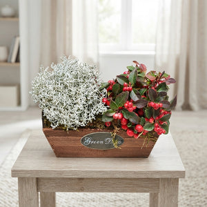 Medium Wooden Plant Arrangement – 24cm