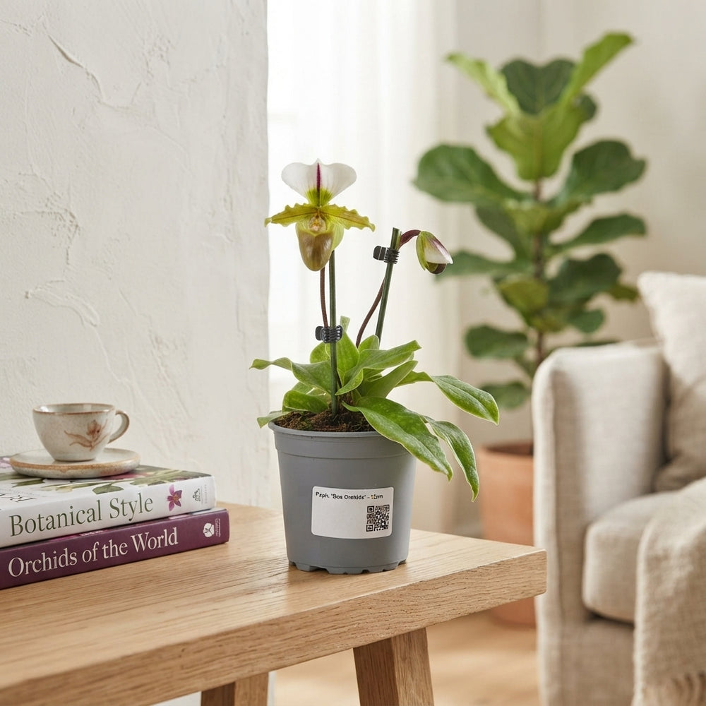 Paphiopedilum Orchid – 12cm Pot, 25cm High